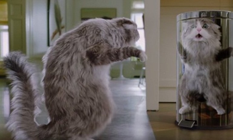 Hài hước, thú vị cùng trailer mới của “Bố Tôi Là Mèo”