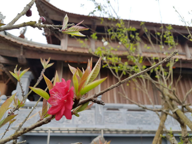 Từng cây đào quý tại khu du lịch Sapa - Fansipan Legend đồng loạt bật tung sắc màu rực rỡ