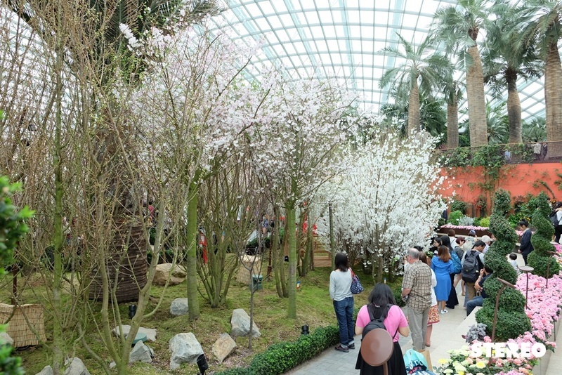 Hoa anh đào rực rỡ khoe sắc tại lễ hội hoa ở Singapore