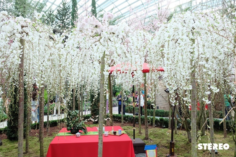 Hoa anh đào rực rỡ khoe sắc tại lễ hội hoa ở Singapore