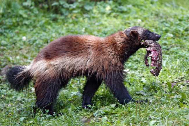 Wolverine thực chất là một con… chồn có trí tuệ và sức mạnh hơn cả sói