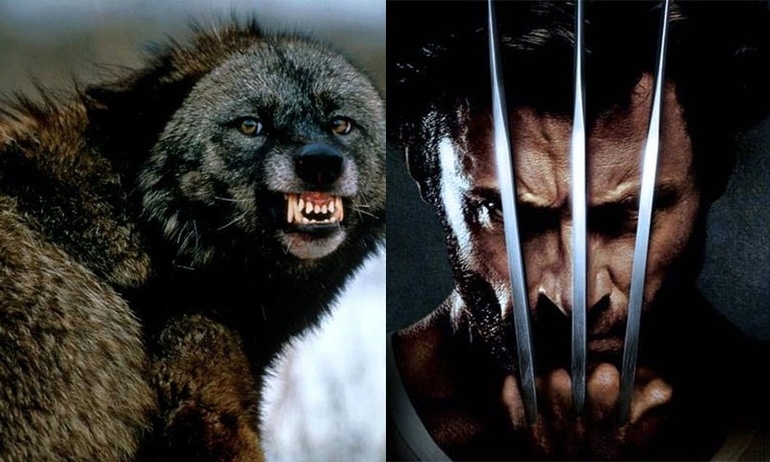 Wolverine thực chất là một con… chồn có trí tuệ và sức mạnh hơn cả sói