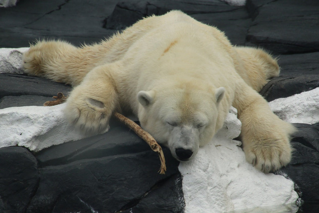Cộng đồng yêu động vật phẫn nộ trước cái chết vì thất tình của chú gấu Bắc Cực