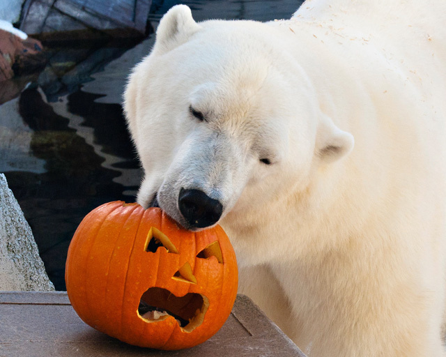 Cộng đồng yêu động vật phẫn nộ trước cái chết vì thất tình của chú gấu Bắc Cực